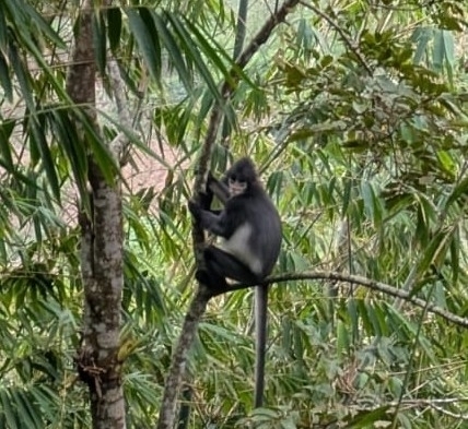 Black Sumatran Langur