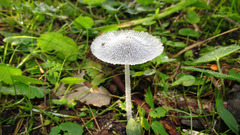 Coprinopsis cinerea