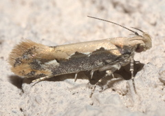Ornativalva erubescens