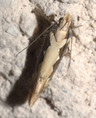 Ornativalva erubescens