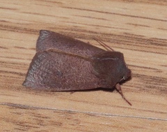 Orthosia transparens