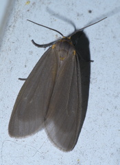 Pagara simplex