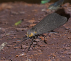 Pagara simplex