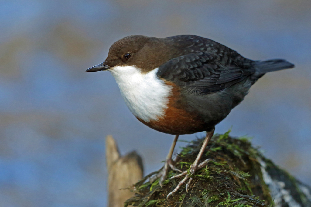 British Dipper
