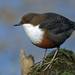 British Dipper - Photo (c) Nigel Voaden, some rights reserved (CC BY)