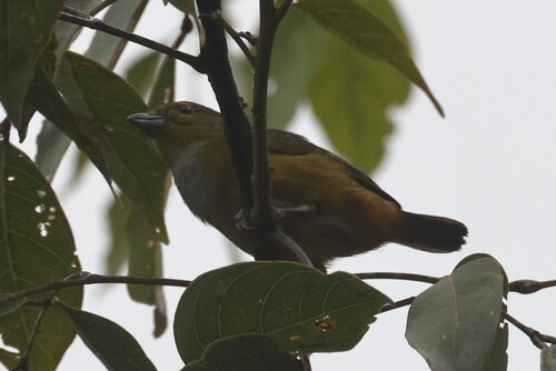 Rufous-bellied Euphonia (Euphonia rufiventris), photo 6