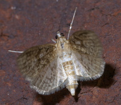 Palpita aenescentalis