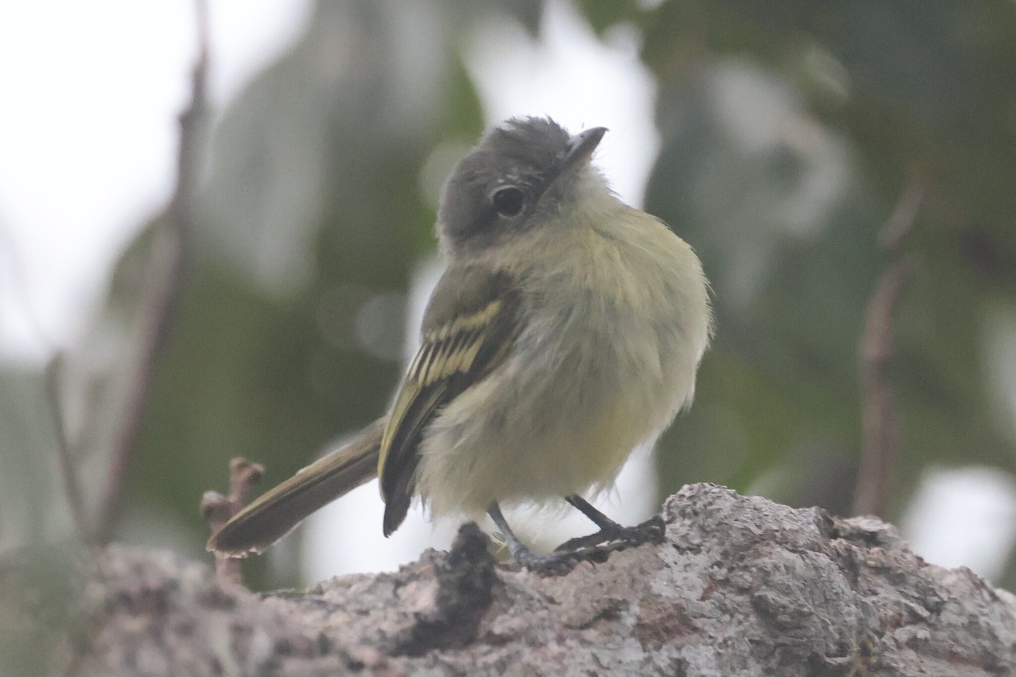 Grey-crowned Flatbill (Tolmomyias poliocephalus), photo 8