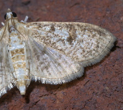 Palpita aenescentalis