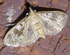 Palpita arsaltealis