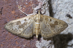 Palpita arsaltealis
