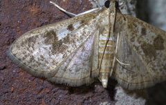 Palpita arsaltealis