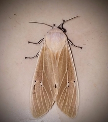 Creatonotos transiens