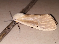 Creatonotos transiens