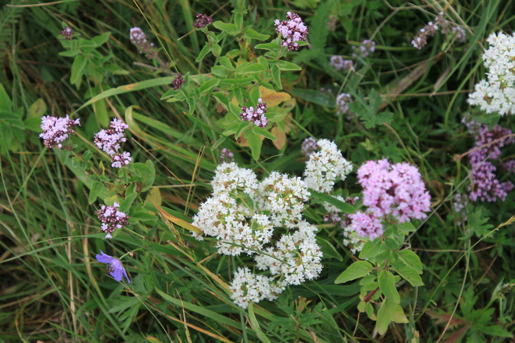 Oregano in flower with clusters of small pink blooms