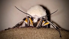 Creatonotos transiens