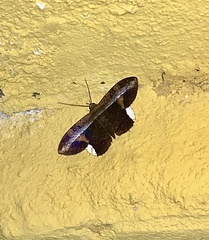 Hemeroblemma leontia