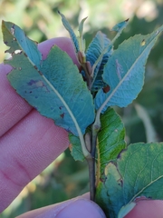 Salix waldsteiniana, photograph (c) Ljaž, some rights reserved (CC BY)