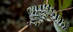 Broad-Banded Temple Pitviper photo 2