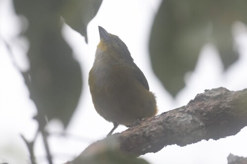 Rufous-bellied Euphonia (Euphonia rufiventris), photo 4