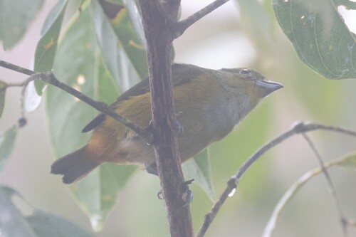 Rufous-bellied Euphonia (Euphonia rufiventris), photo 9
