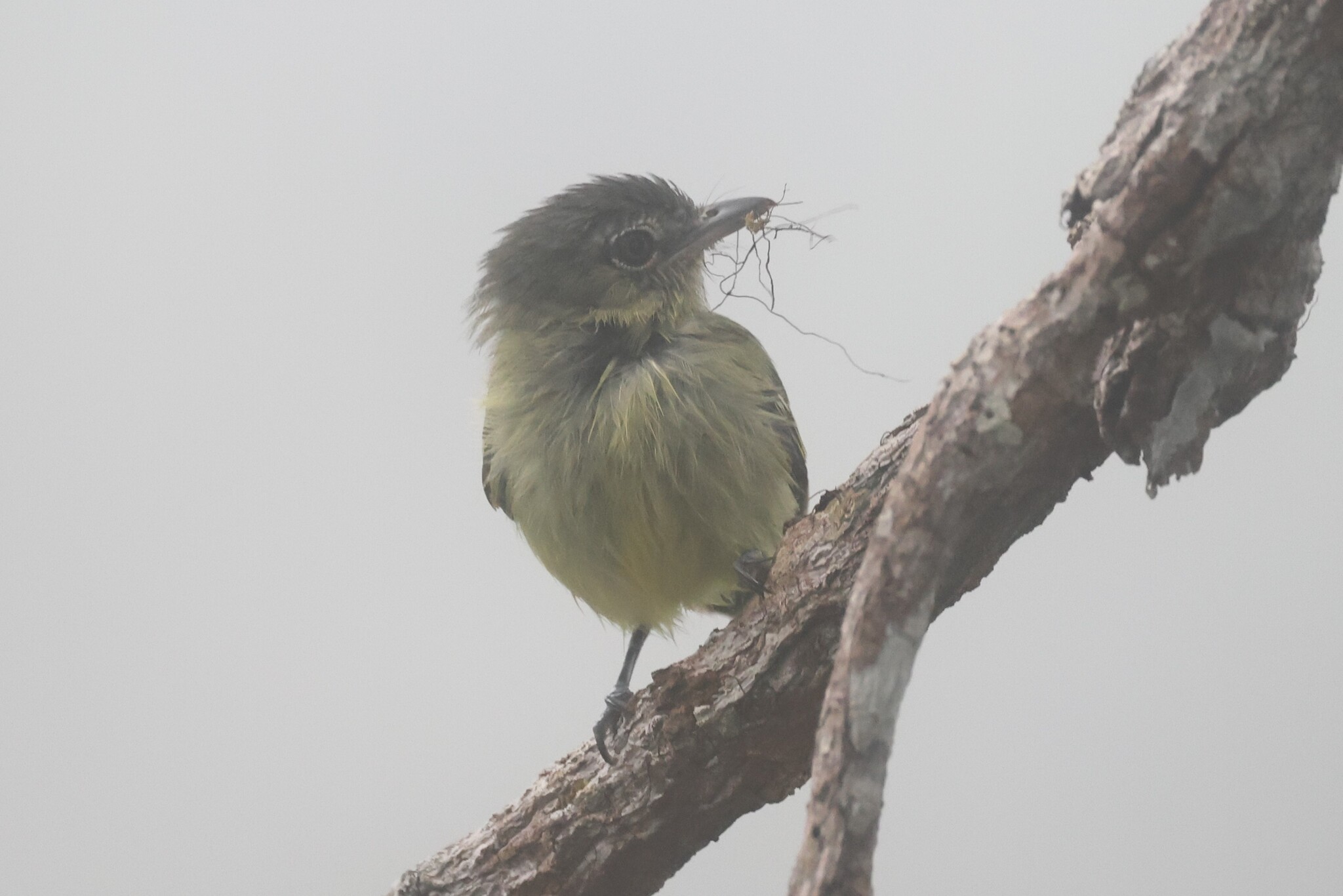 Grey-crowned Flatbill (Tolmomyias poliocephalus), photo 7