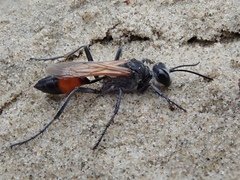 Podalonia tydei suspiciosa