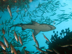 Trachurus