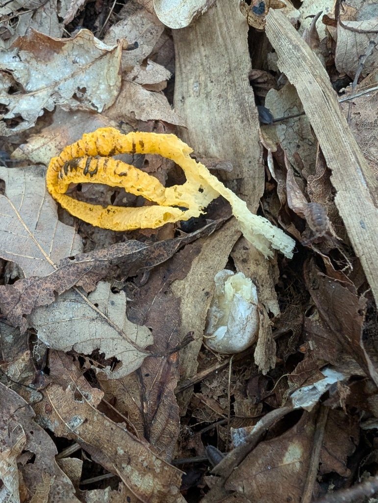 Pseudocolus fusiformis · September 2025 · photo: © atsushi_nakajima_cirque (iNaturalist, cc-by)