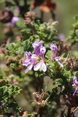 Pelargonium quercifolium