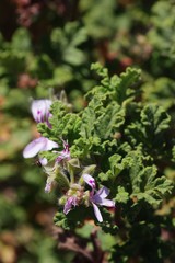 Pelargonium quercifolium