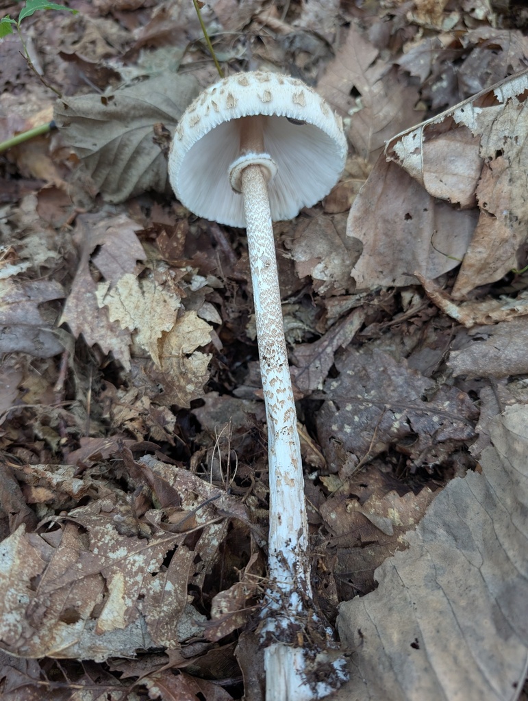 Macrolepiota procera · September 2025 · photo: © atsushi_nakajima_cirque (iNaturalist, cc-by)