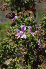 Pelargonium quercifolium