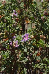 Pelargonium quercifolium