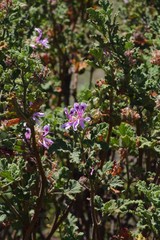 Pelargonium quercifolium