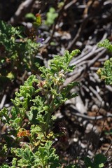 Pelargonium quercifolium