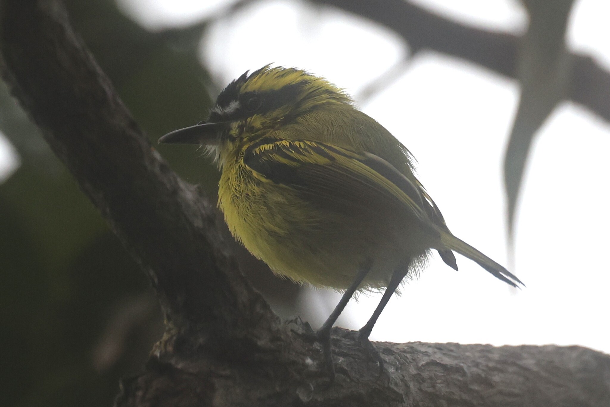 Yellow-browed Tody-Flycatcher (Todirostrum chrysocrotaphum), photo 3