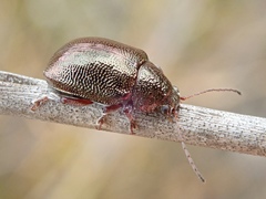 Geloptera jugularis