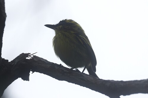 Yellow-browed Tody-Flycatcher (Todirostrum chrysocrotaphum), photo 4