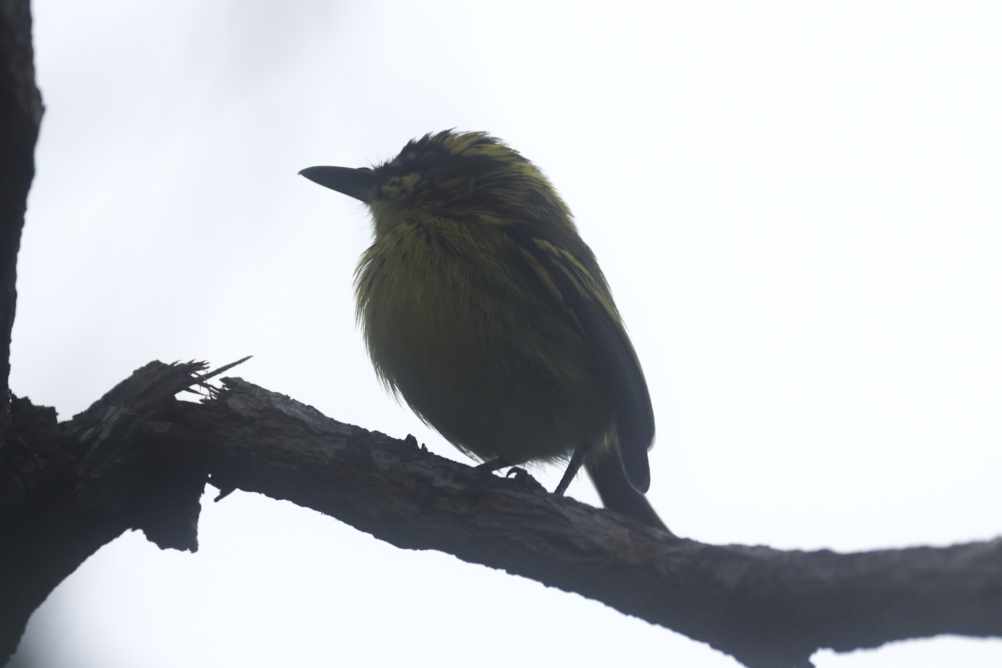 Yellow-browed Tody-Flycatcher (Todirostrum chrysocrotaphum), photo 4