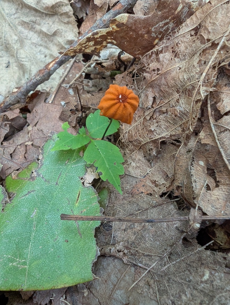 Marasmius siccus · September 2025 · photo: © atsushi_nakajima_cirque (iNaturalist, cc-by)