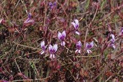 Pelargonium multicaule multicaule
