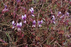 Pelargonium multicaule multicaule