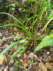 Carex uncinata