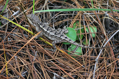 Diploderma brevicauda