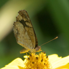 Anthanassa frisia