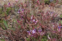 Pelargonium multicaule multicaule