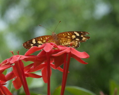 Anthanassa frisia