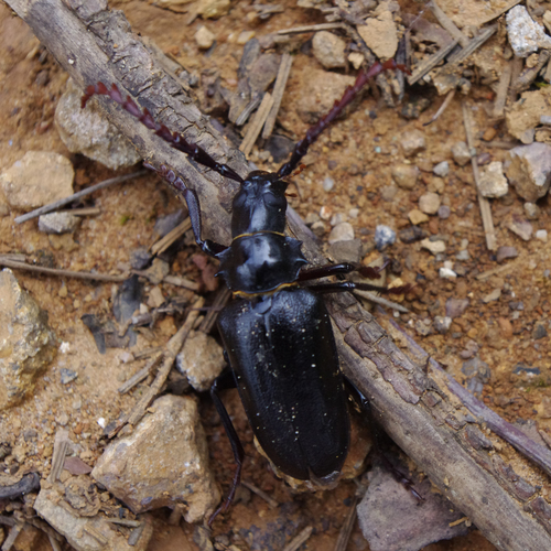 Dorysthenes hydropicus
