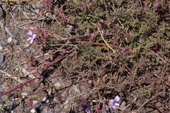 Pelargonium multicaule multicaule